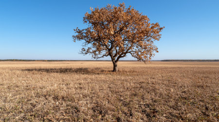 Lonely tree in an autumn fieldの素材