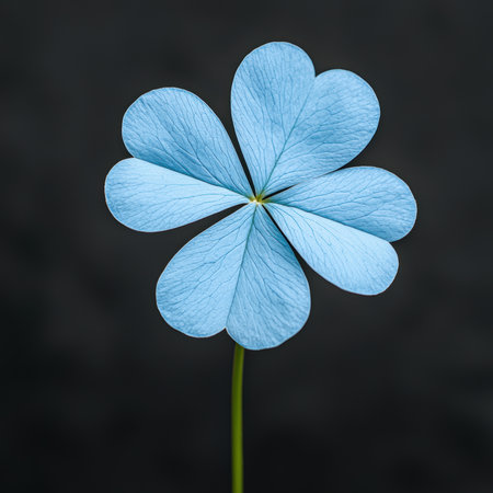 A single four leaf clover against a dark background.の素材