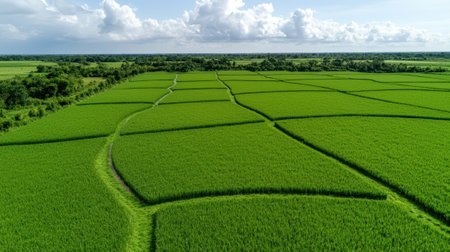 Aerial view of vibrant green rice fields under a cloudy sky.の素材