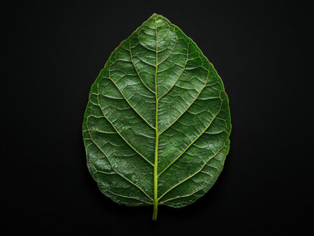 Close-up of a vibrant green leaf against a black background.の素材