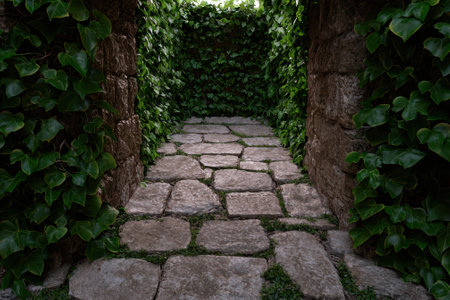 Stone path tunnel covered in ivy.の素材