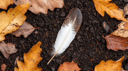 A feather rests on the ground surrounded by autumn leaves.の素材