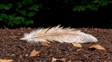 A feather rests on the forest floor.の素材