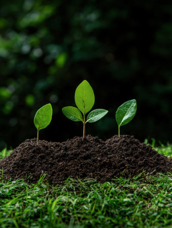 Three small plants growing in soil.の素材