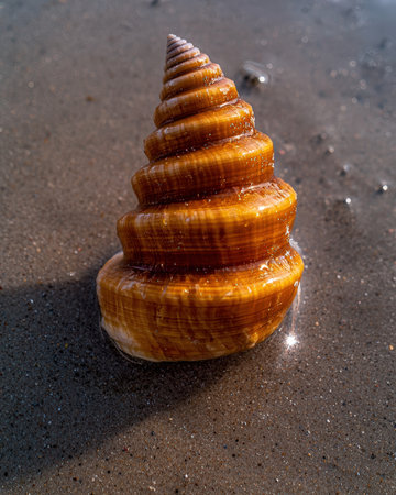 A wet turret shell on a sandy beach.の素材