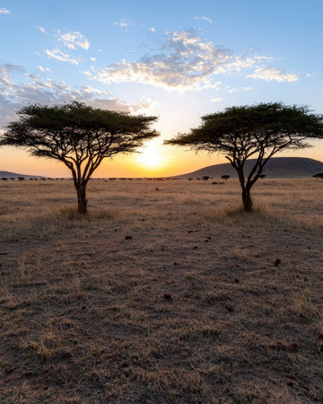 Two acacia trees silhouetted against the sunset in the African savanna.の素材