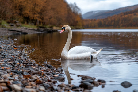 A serene swan swims in a tranquil lake surrounded by autumn foliage.の素材