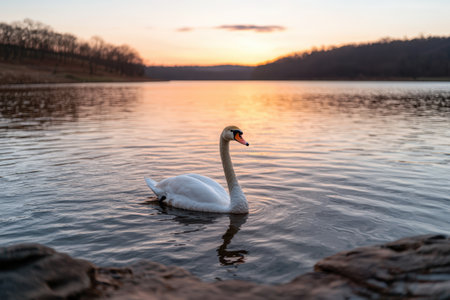 Elegant swan swims serenely on a tranquil lake at sunset.の素材