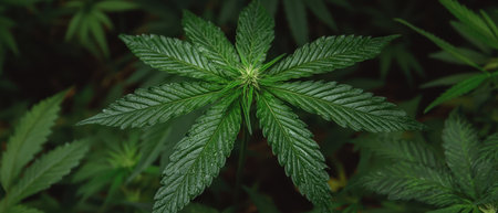 Lush cannabis plant with vibrant green leaves.の素材