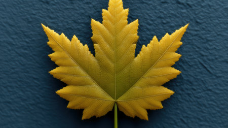 Golden maple leaf against a textured teal background.の素材