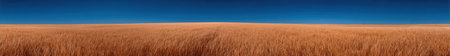 Vast golden wheat field under a clear blue sky.の素材