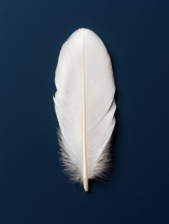 Delicate white feather on a dark blue backgroundの素材