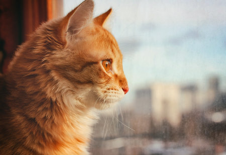 red pet cat sitting on the windowsill, looking out the window onto the street, sunlightの写真素材