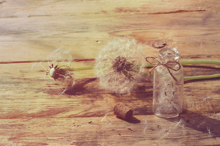 summer dandelion on wooden table, small bottle with seeds, retro rustic style, sunlightの写真素材