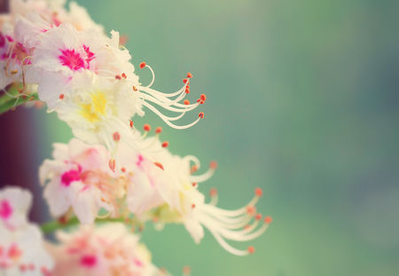 chestnut flowers, macro photo, selective focus, blurred backgroundの写真素材