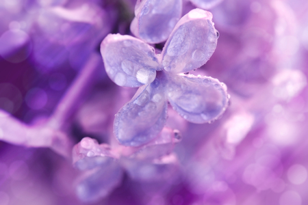 Flower violet lilac in water drops, macro, closeup image, selective focus, blurred effectの写真素材