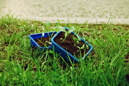 young plants in blue pots ready for planting on a lawn, selective focusの写真素材