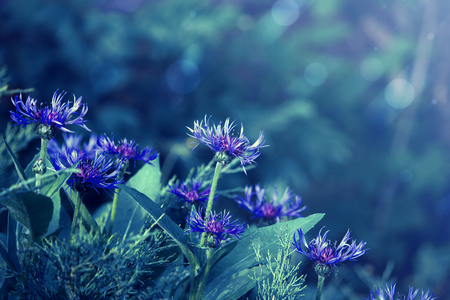 Natural background with flowers of cornflowers, selective focus, blue toned, blurred light effectの写真素材