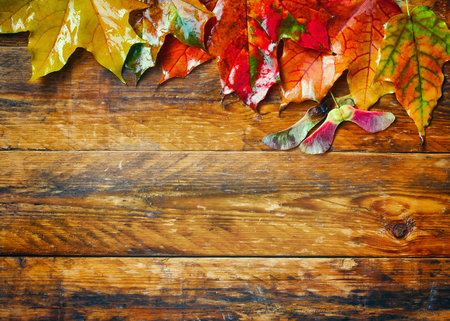 bright wet autumn maple leaves on wooden plank table, top borderの写真素材