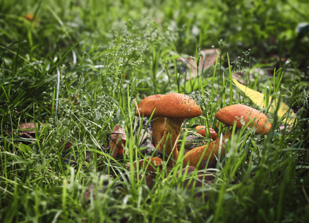 mushrooms grow in autumn park in the grass near the tree