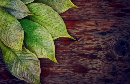 wet leaves on the old wooden tableの写真素材