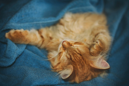 red kitten sleep, lying on blue fleece blanket, selective focusの写真素材