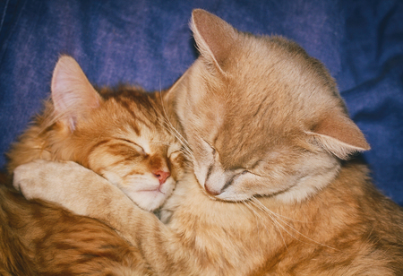 beige mother cat with red kitten sleeping on blue sofa, closeup portraitの写真素材