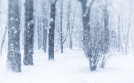 Winter blurred background, snow in the parkの写真素材