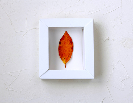 autumn mockup, leaf in white frame on white textured concrete wallの写真素材