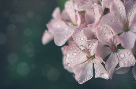 simple white pink geranium flowers in drops of water, macro, closeup, selective focus