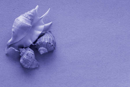 Very peri purple color, seashell collection on rough paper background, closeup, top view, trend colorの写真素材