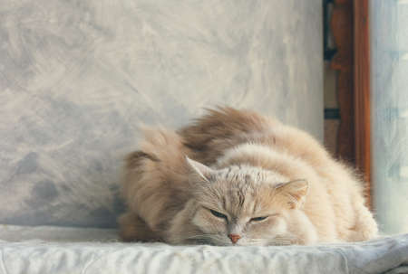 beige cat rest on pillow near the window, favorite petsの写真素材