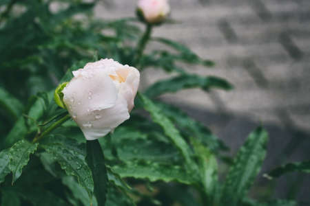 white peony bud with water drops after rain in the city park, closeup, selective focusの写真素材