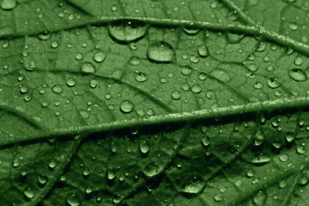 green cucumber leaf in water drops, macro, closeup, selective focusの写真素材
