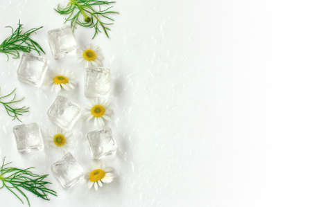 border with pharmacy chamomile flowers, ice cubes on white wet surface, top view, close upの写真素材