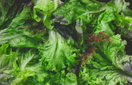 fresh green lettuce leaves, lollo rossa, curly lettuce, dark background closeup, macro