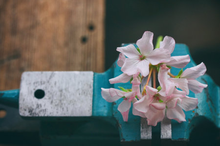 delicate pink geranium flowers clamped in vise, on wooden table, sense control concept, selective focusの写真素材