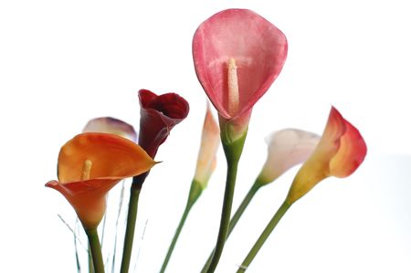 Cartucho flowersの写真素材