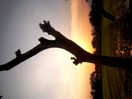 Tree And Sunsetの写真素材