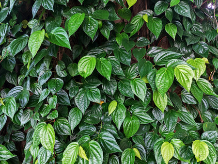 Green leaves background. Green leaves texture background. Vibrant green betel leaves (Piper betle) create a lush, textured background, perfect for tropical-themed designs.の写真素材