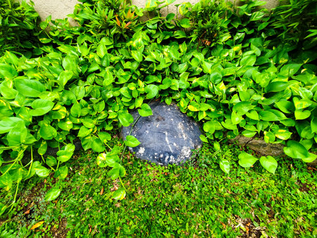 Green leaves and rock in the garden, nature background with copy space.の写真素材