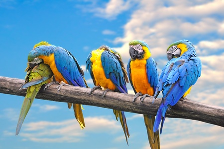 parrots in different postsの写真素材