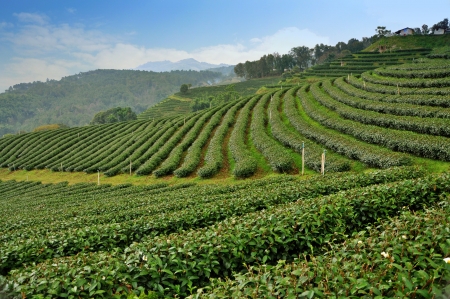Tea farm field, Thailandの写真素材