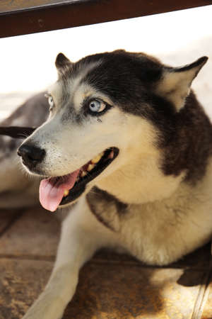Husky dog with blue eyesの写真素材