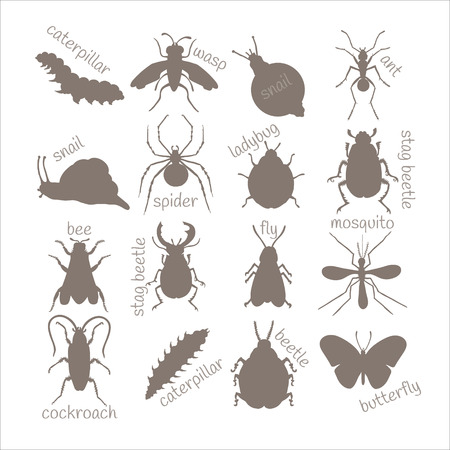 Hand drawn beetles set.のイラスト素材