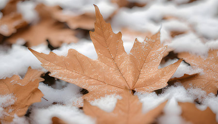 Autumn leaves in the snow, close-up, selective focusの素材