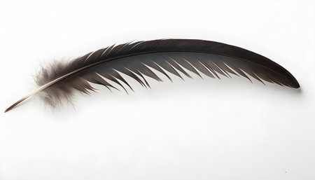 feather of a bird on a white background, close-upの素材