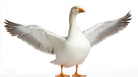 White goose isolated on white background with clipping path. Front view.の素材
