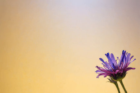 Purple cornflowers on a yellow background with space for textの素材