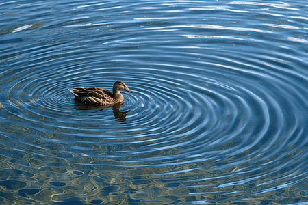 Duck swimming on the water surface with ripples and waves.の素材